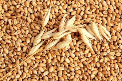 Казахстан может ввести запрет на ввоз пшеницы автотранспортом