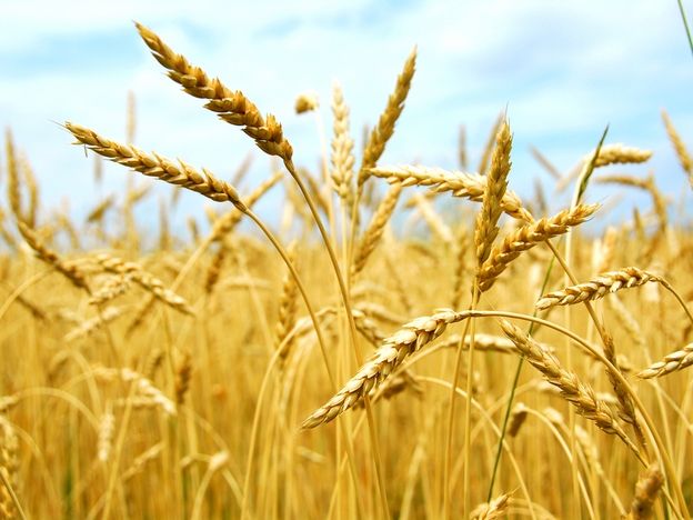 Аграрии Казахстана намолотили 4,7 млн тонн зерновых