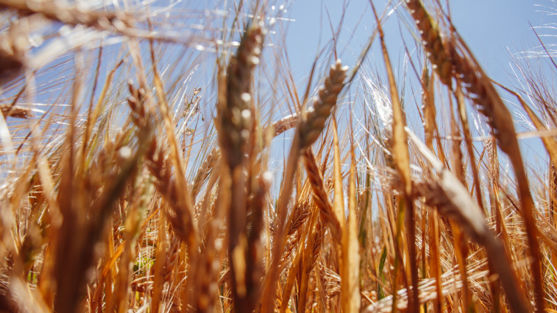 Казахстан продлевает ограничения на ввоз пшеницы