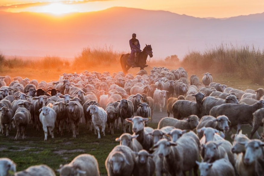 В Казахстане изменят правила субсидирования животноводства
